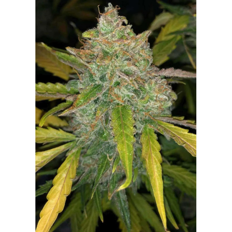 Purple Sunset - AUTO - Philosopher Seeds
