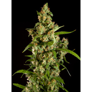 Jamaican Blueberry BX - REG - Philosopher Seeds