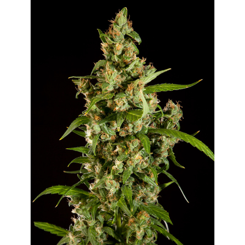 Jamaican Blueberry BX - REG - Philosopher Seeds