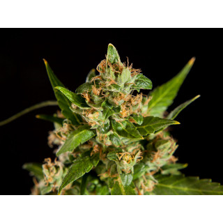 Jamaican Blueberry BX - REG - Philosopher Seeds