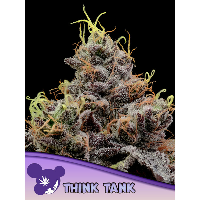 Think Tank - FEM - Anesia Seeds Think Tank - FEM - Anesia Seeds