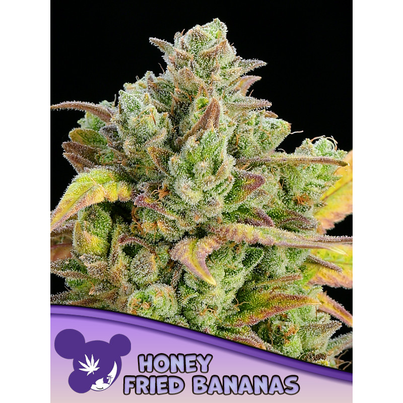 Honey Fried Bananas - FEM - Anesia Seeds Honey Fried Bananas - FEM - Anesia Seeds