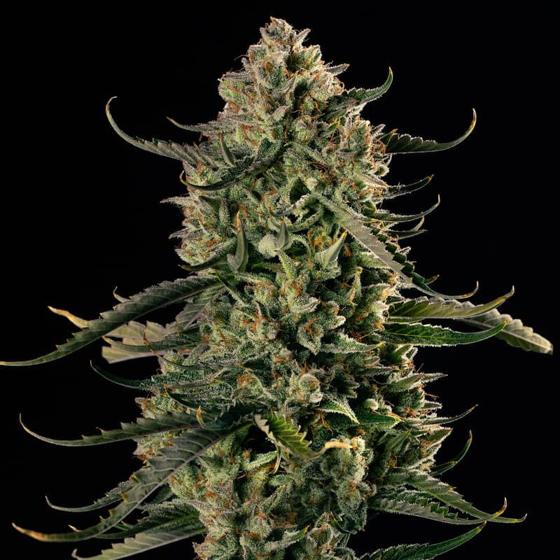 MAC Dawg XXL - Autofloraison - Silent Seeds