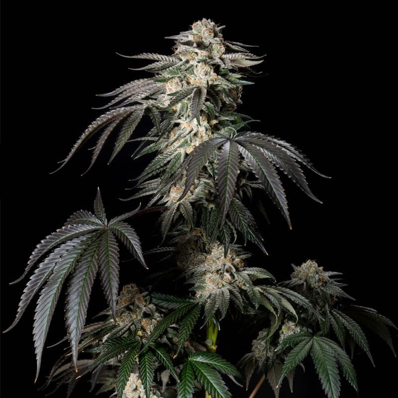 Mint Candy - Féminisée - Silent Seeds