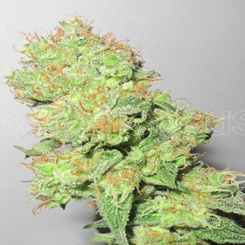 Y griega medical seeds féminisée Y griega medical seeds féminisée