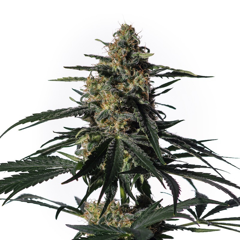 Nightingale NN1 medical marijuana genetics Nightingale NN1 medical marijuana genetics