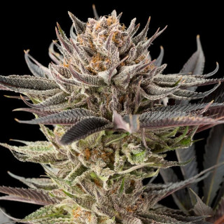 Lemon Tree 2.0 - Féminisée - Silent Seeds | ROOTS-SEEDS.FR