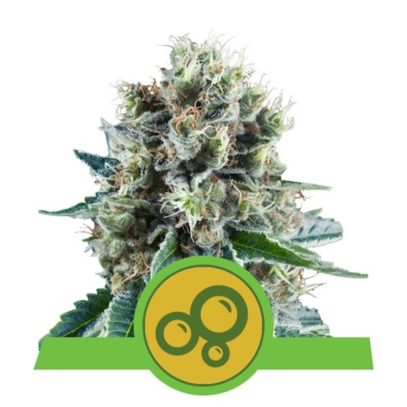 Bubble kush auto royal queen seeds Bubble kush auto royal queen seeds