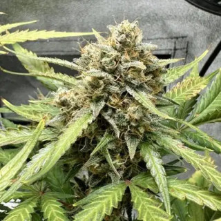 Sweet Mix - Autofloraison - Sweet Seeds