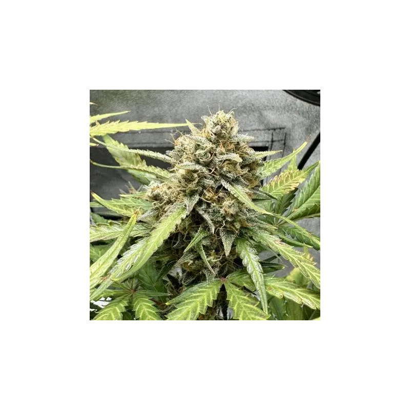 Sweet Mix - Autofloraison - Sweet Seeds