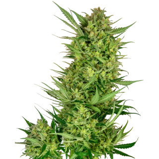 Buttercream Gelato - Féminisée - Sensi Seeds Research