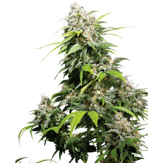 California Indica - Féminisée - Sensi Seeds