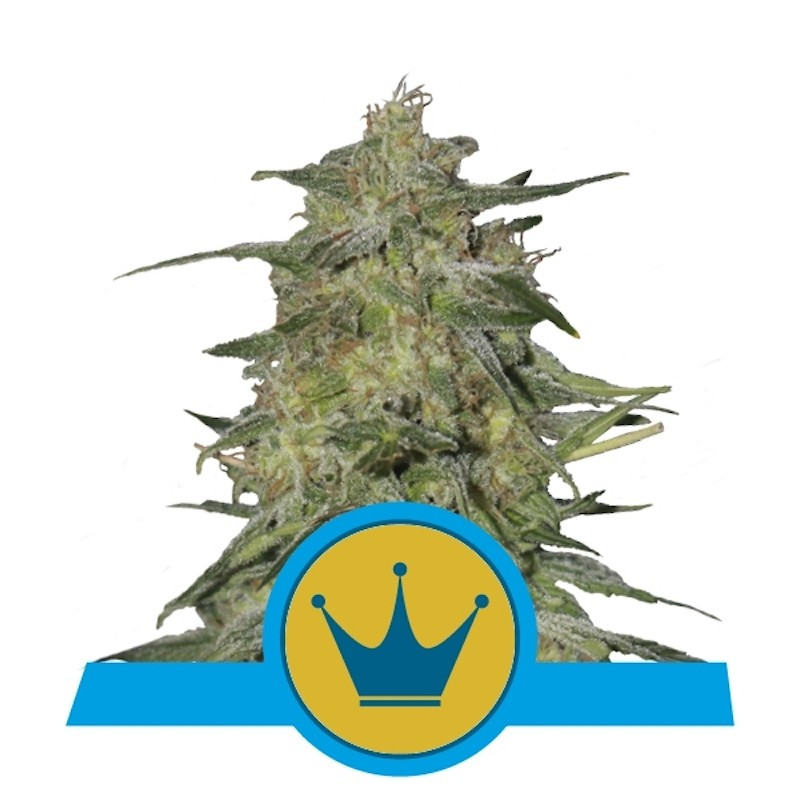 Royal highness CBD royal queen seeds Royal highness CBD royal queen seeds