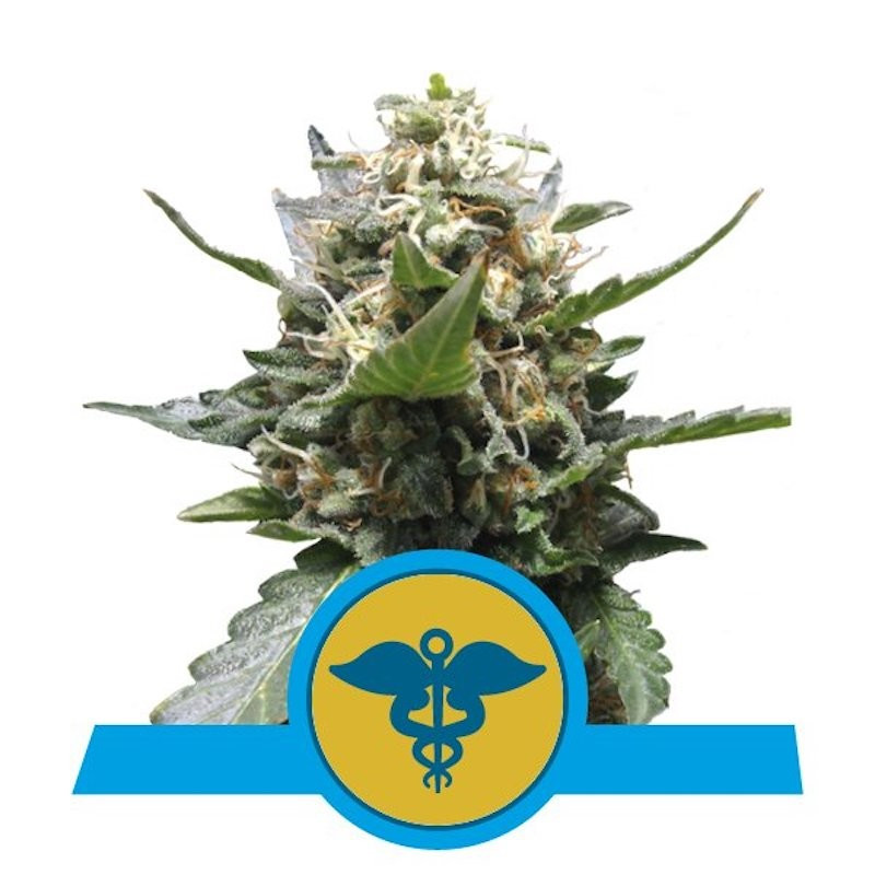 Royal medic CBD royal queen seeds Royal medic CBD royal queen seeds