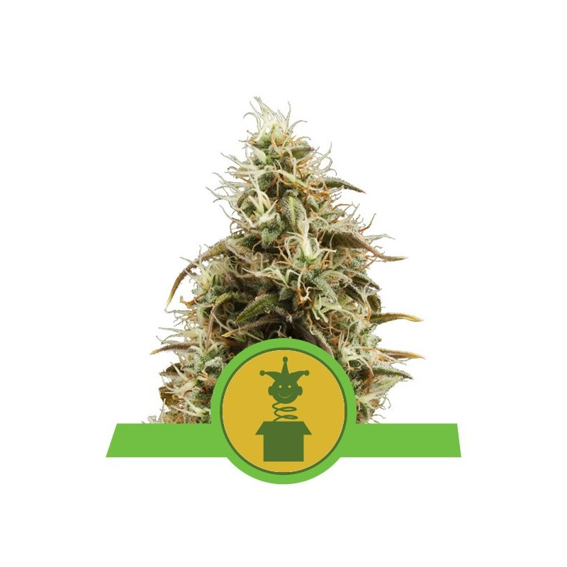 Royal jack automatic royal queen seeds