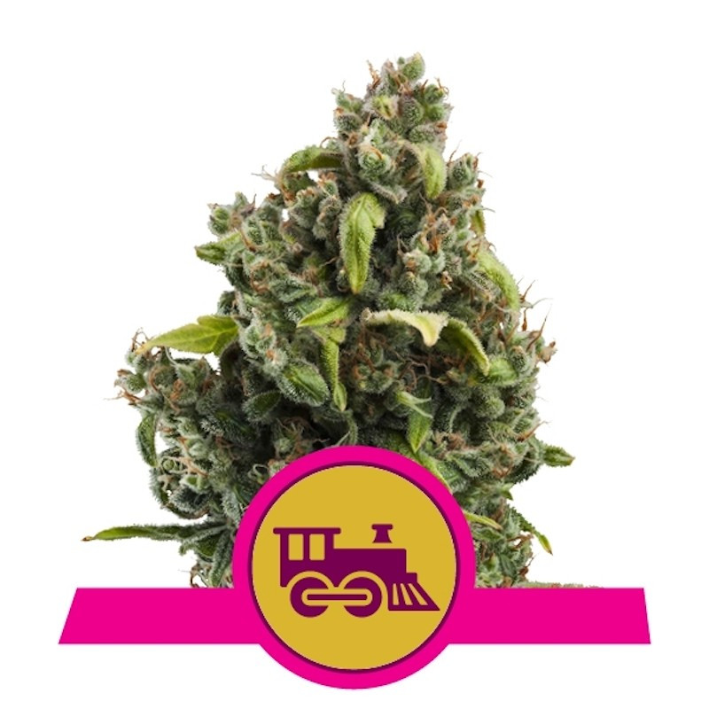 Candy kush express fast version royal queen seeds Candy kush express fast version royal queen seeds