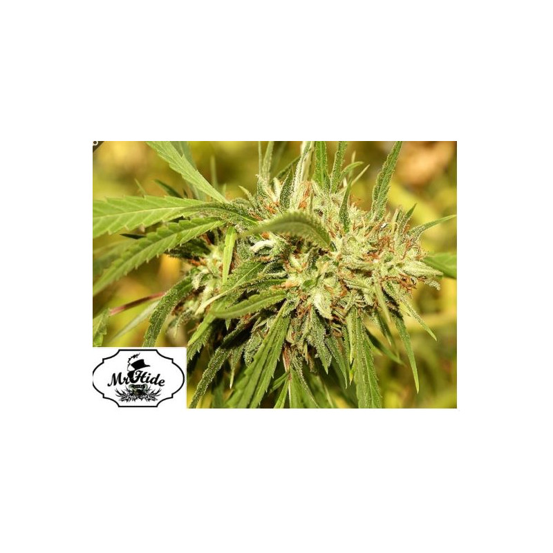 Mr Sugar Lemon Haze - Mr Hide Seeds