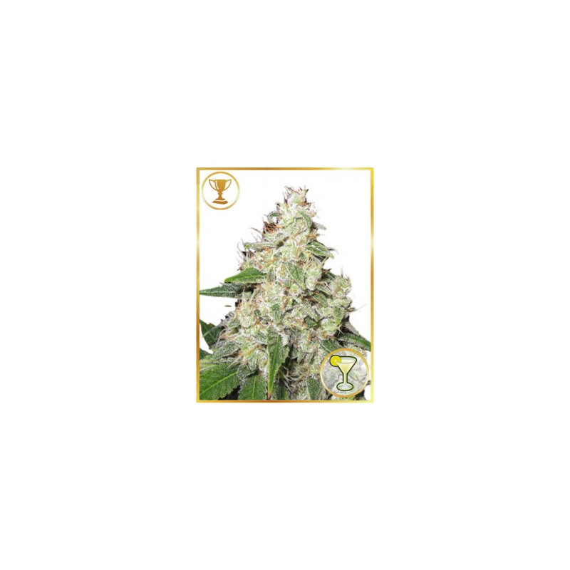 Mr Gelato Ice - Mr Hide Seeds