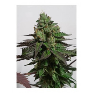 Mr White Widow plus - Mr Hide Seeds