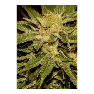 Mr Cheese Mass - Mr Hide Seeds