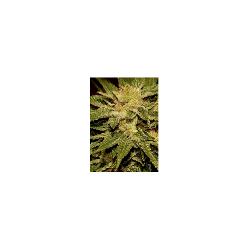 Mr Cheese Mass - Mr Hide Seeds