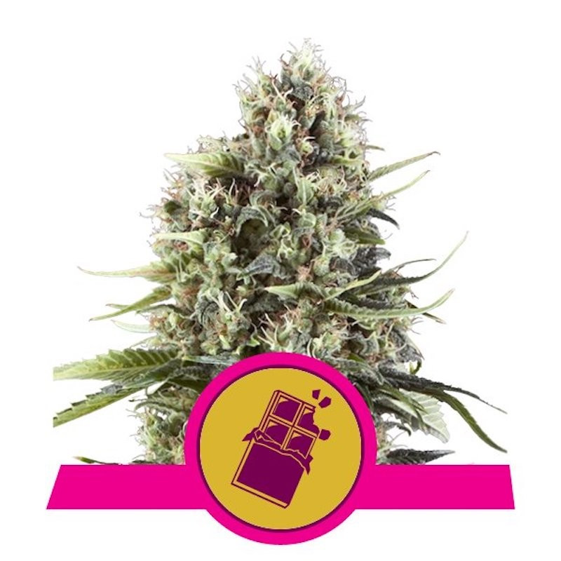 Chocolate haze royal queen seeds Chocolate haze royal queen seeds