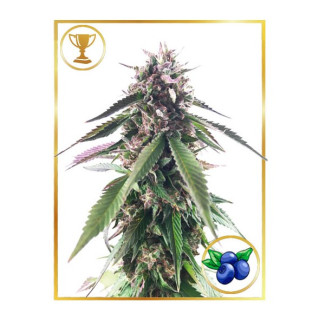 Mr Blueberry Bud - Féminisée - Mr Hide Seeds
