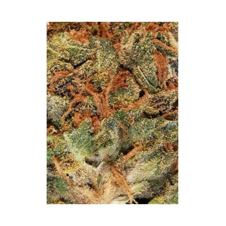 Mr Blueberry Bud - Féminisée - Mr Hide Seeds | ROOTS-SEEDS.FR
