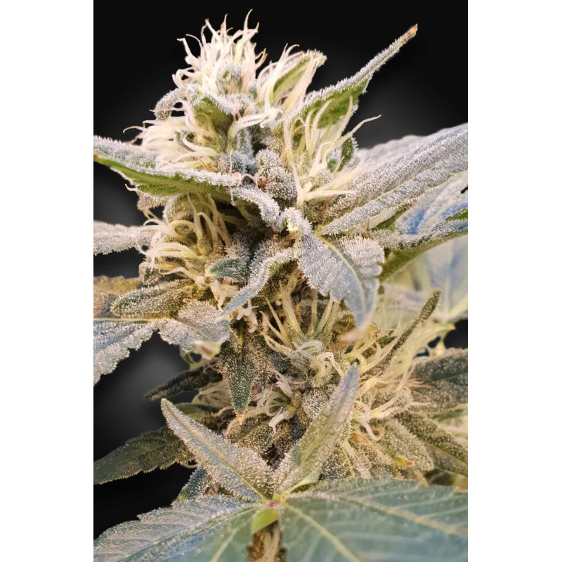 CBDelight - Féminisée - Paradise Seeds