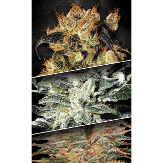 Indica Champions Pack - Féminisée - Paradise Seeds