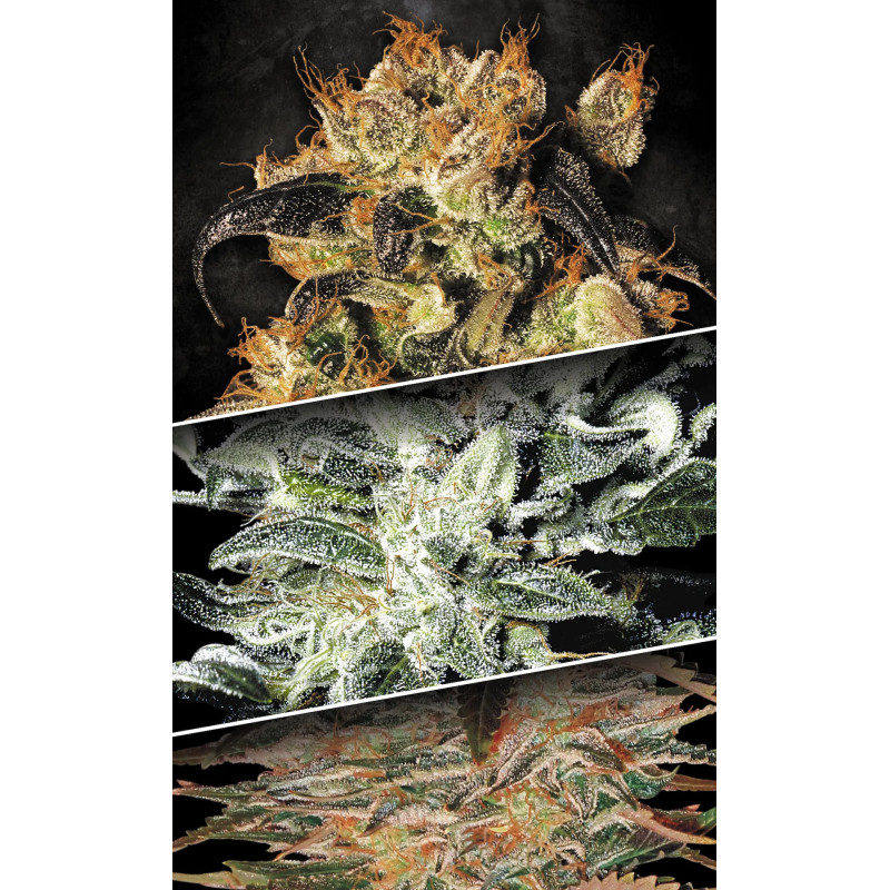 Indica Champions Pack - Féminisée - Paradise Seeds