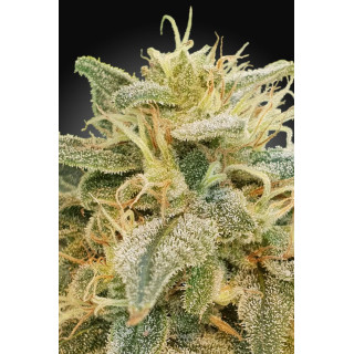 CBDrelief - Féminisée - Paradise Seeds
