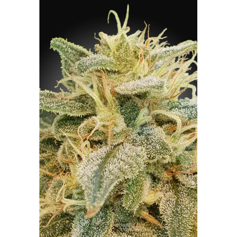 CBDrelief - Féminisée - Paradise Seeds