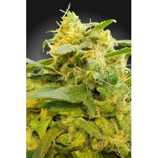 CBDivine - Féminisée - Paradise Seeds