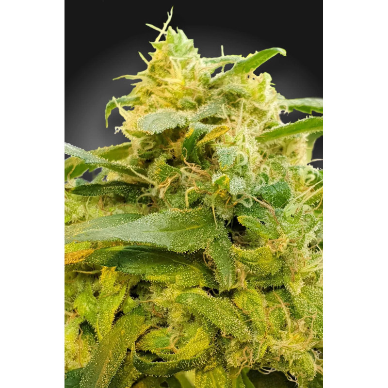 CBDivine - Féminisée - Paradise Seeds