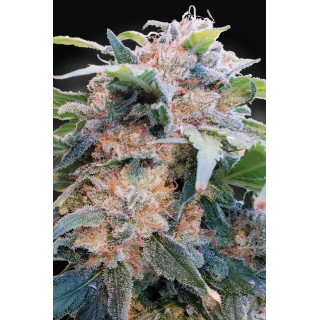 CBDream - Féminisée - Paradise Seeds