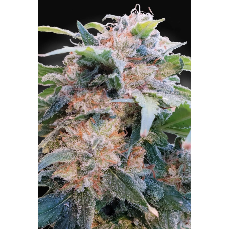 CBDream - Féminisée - Paradise Seeds