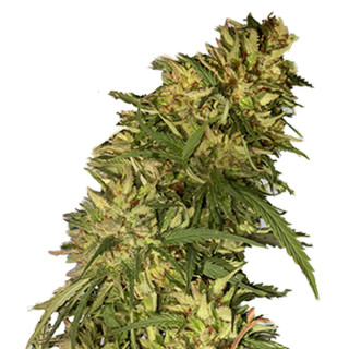 Mr Cheese Mass - Mr Hide Seeds