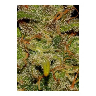 Diesel Mass - Autoflorissante - Mr Hide Seeds