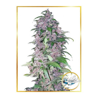 Triping 25 Autoflorissante - Mr Hide Seeds
