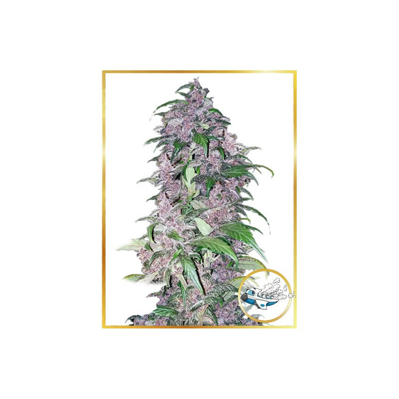 Triping 25 Autoflorissante - Mr Hide Seeds