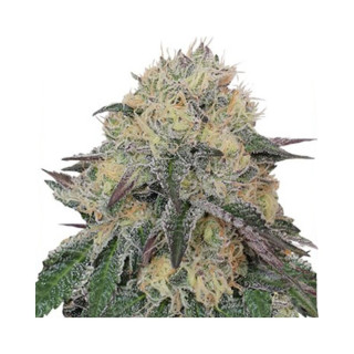 Mr Original Ak - Mr Hide Seeds | ROOTS-SEEDS.FR