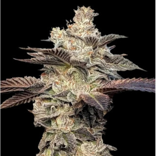 Mr Gelato Ice - Mr Hide Seeds | ROOTS-SEEDS.FR