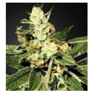 Mr Sugar Lemon Haze - Mr Hide Seeds