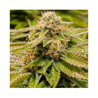 Mr Gorilla Cream - Mr Hide Seeds | ROOTS-SEEDS.FR