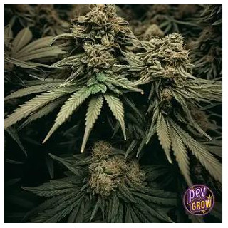 Mr. Amnesia Mass - Mr Hide Seeds