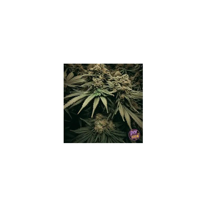 Mr. Amnesia Mass - Mr Hide Seeds