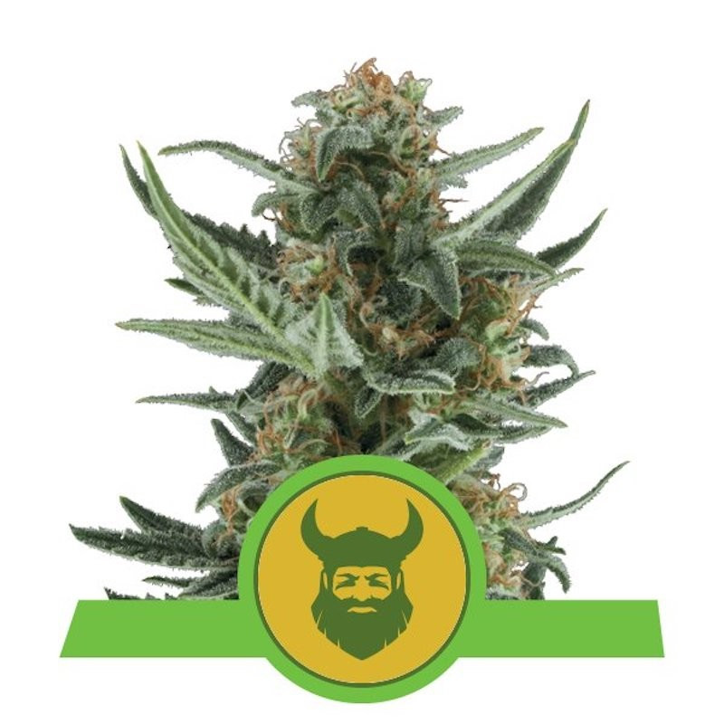 Royal dwarf auto royal queen seeds Royal dwarf auto royal queen seeds