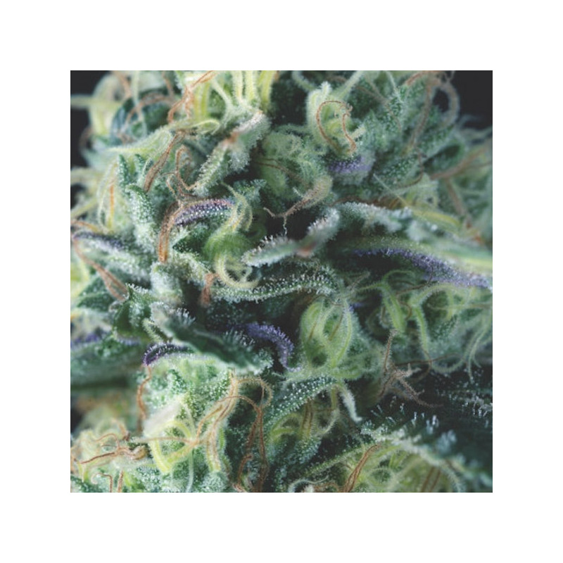 Cookies USA - Autofloraison - Pyramid Seeds
