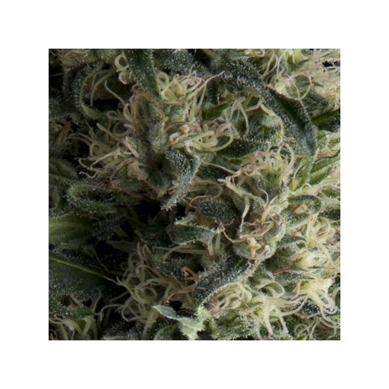Galaxy - Autofloraison - Pyramid Seeds